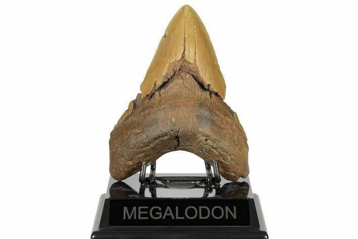 Bargain, Fossil Megalodon Tooth - North Carolina #186568